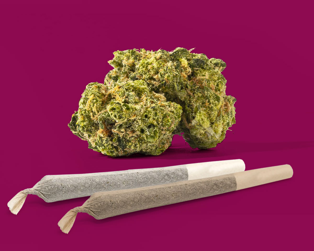 Powdered Donuts - Product Image